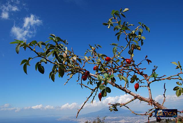 bacche di rosa canina.JPG